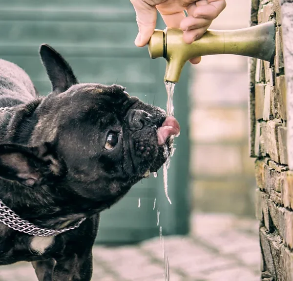 How to keep dogs cool in hot weather