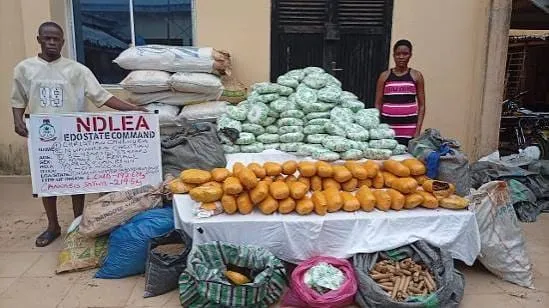 NDLEA Busts Drug Warehouse, Arrests Husband and Wife in Edo