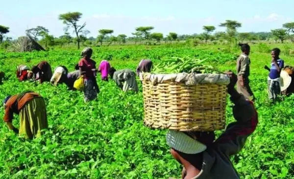 FG Seeks Stronger Investment in Science to Boost Food Security