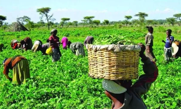 FG Seeks Stronger Investment in Science to Boost Food Security
