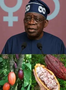 Tinubu Ends Raw Cocoa Exports, Launches Plan for Local Processing