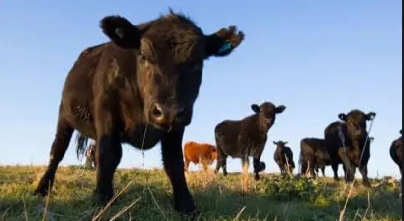Mad Cow Disease Confirmed on Farm in Scotland