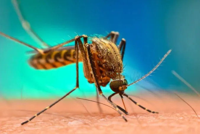 World Mosquito Day: Experts Urge Nigerians to Eliminate Mosquito Breeding Sites