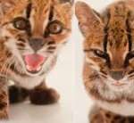 100 Years Later, Scientists Identify New Wild Cat Species in Bolivia