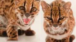 100 Years Later, Scientists Identify New Wild Cat Species in Bolivia